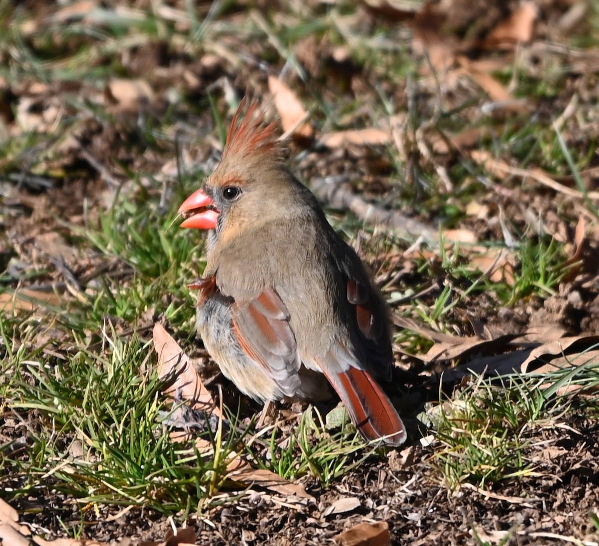 Northern Cardinal - ML629149668