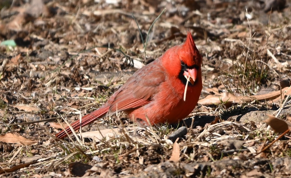 Northern Cardinal - ML629149685