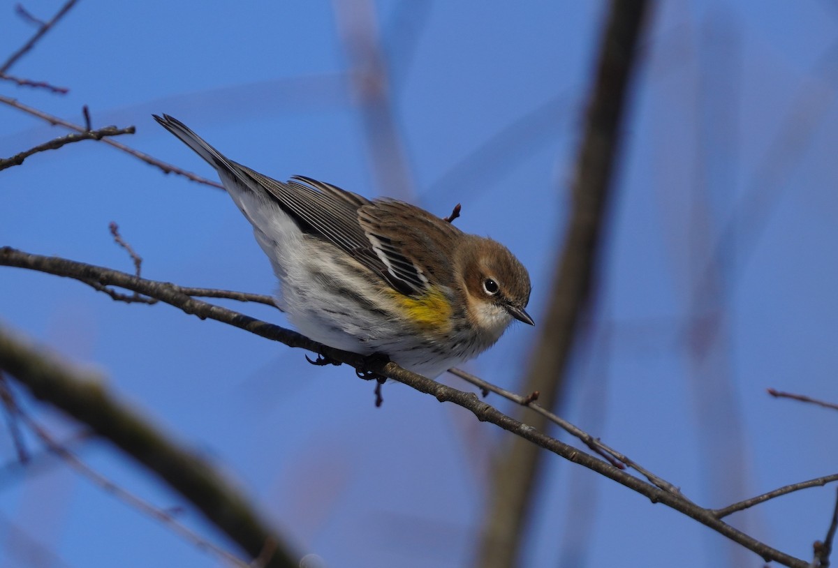 Yellow-rumped Warbler - ML629149725