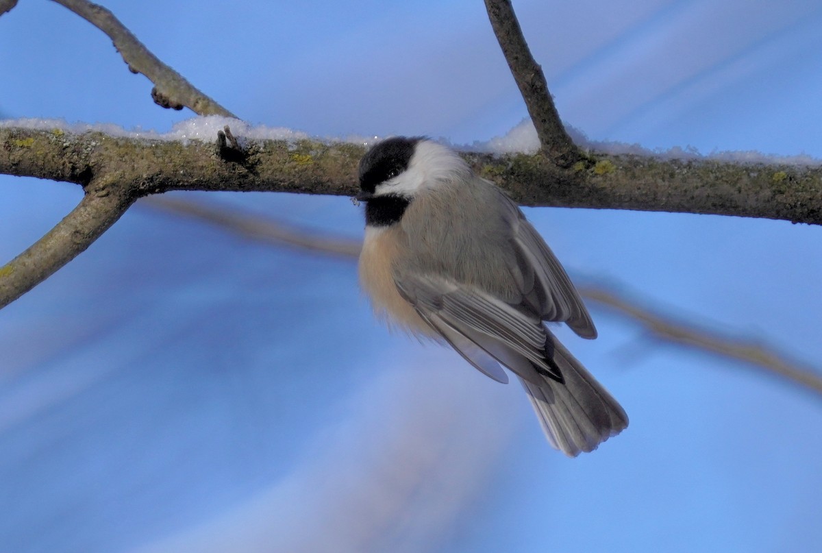 Black-capped Chickadee - ML629149737