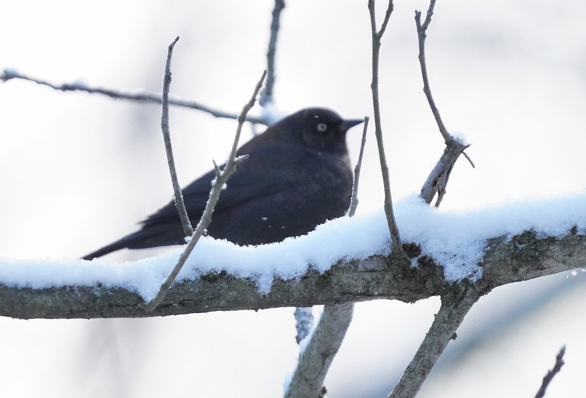 Rusty Blackbird - ML629149895