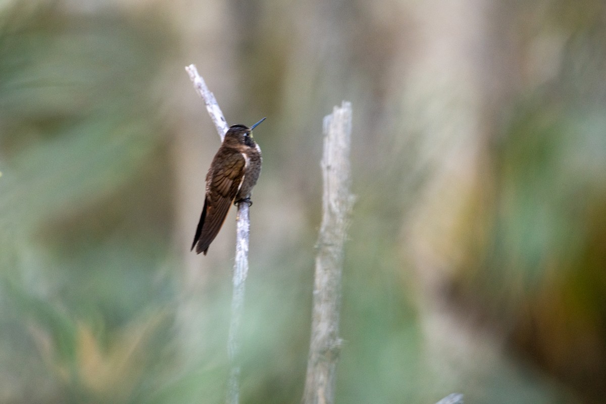 Purple-backed Sunbeam - ML629150013