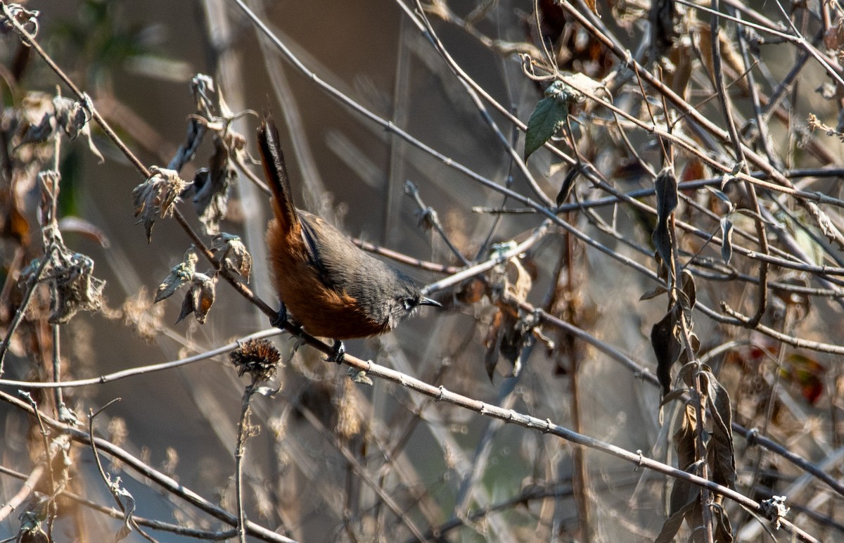 Russet-bellied Spinetail - ML629150184