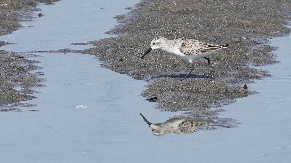 Western Sandpiper - ML629150225