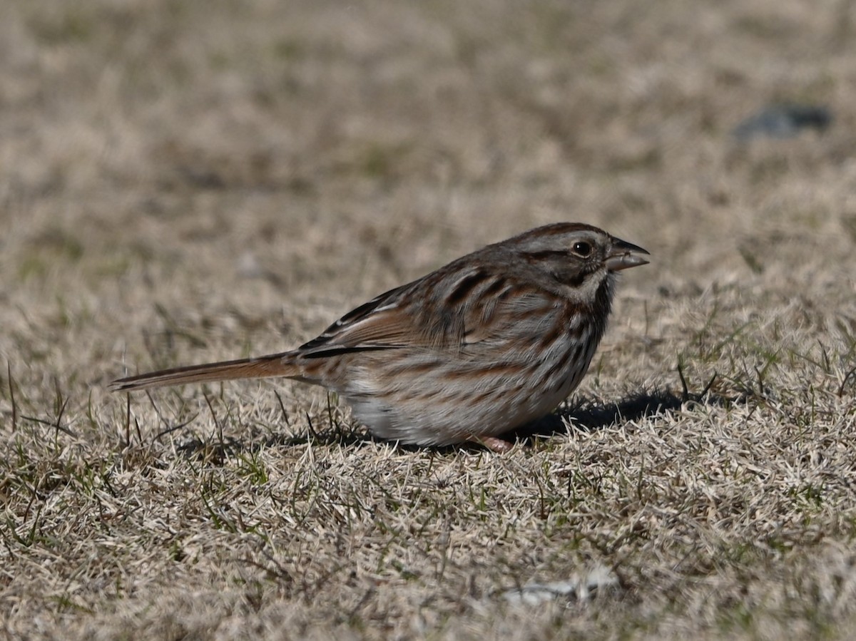Song Sparrow - ML629150227