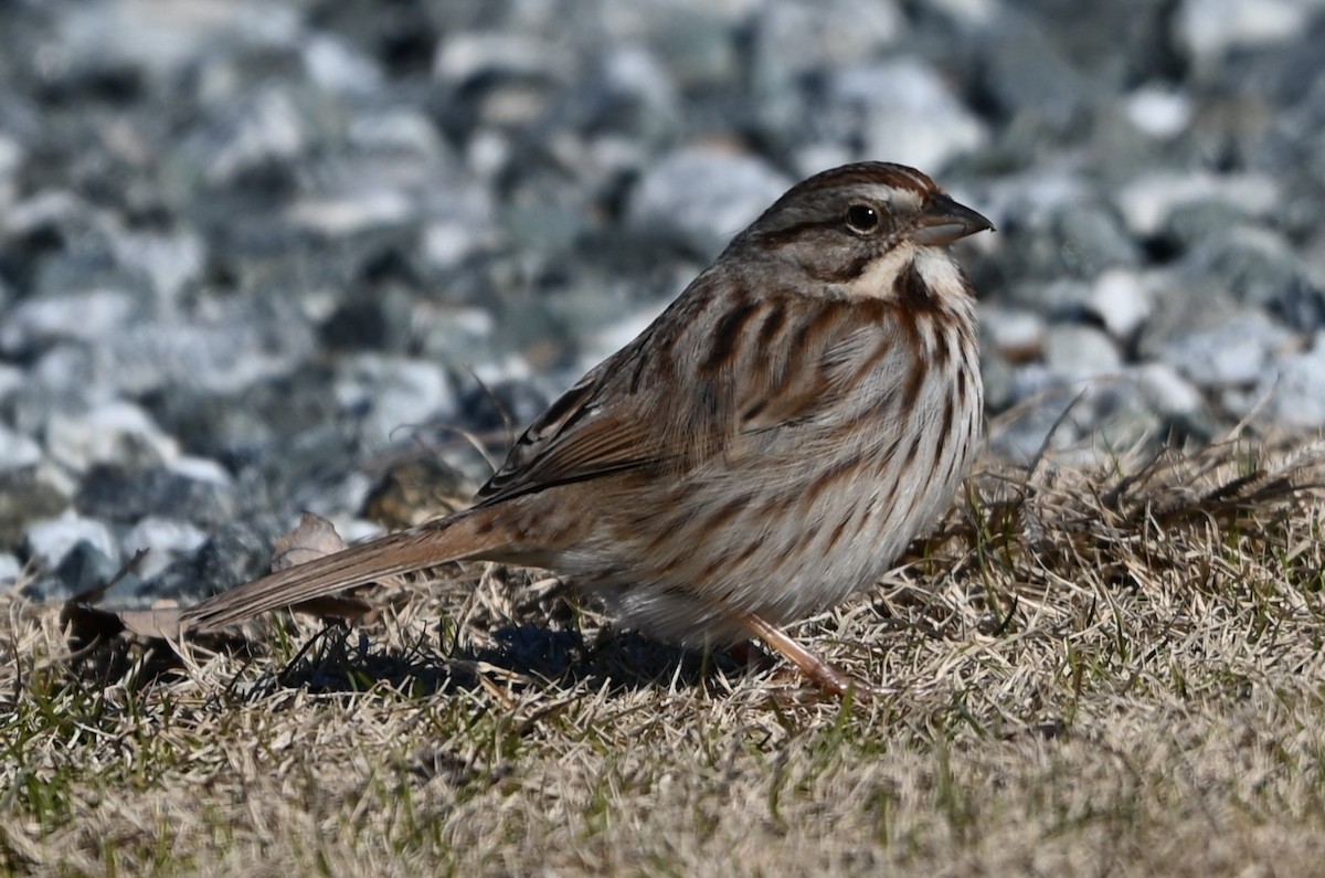 Song Sparrow - ML629150233