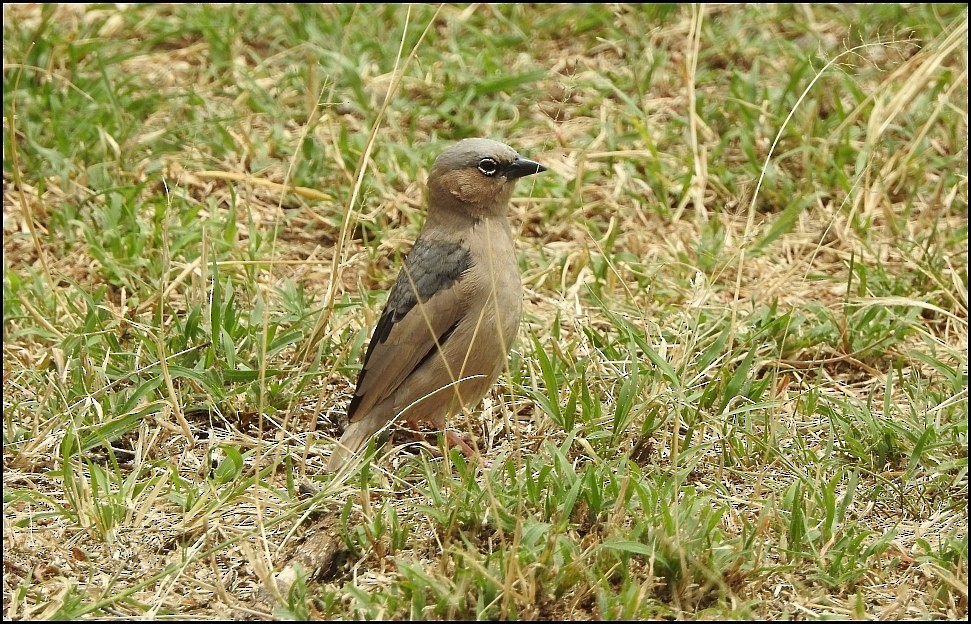 Gray-capped Social-Weaver - ML629150830