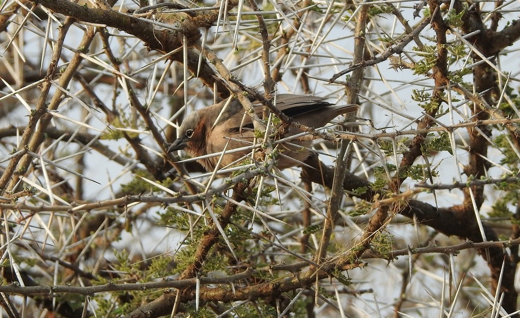 Gray-capped Social-Weaver - ML629150831