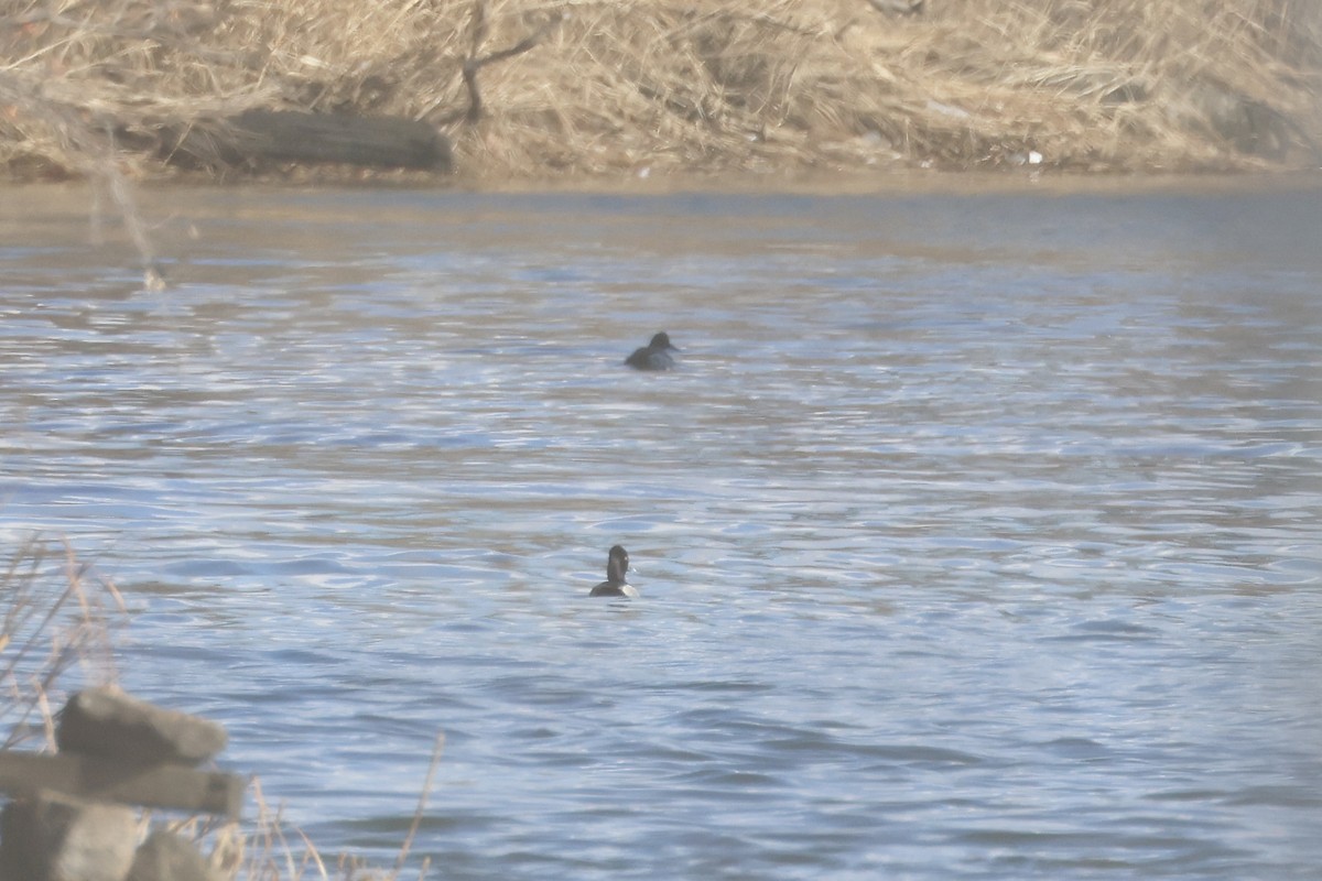 Ring-necked Duck - ML629150976