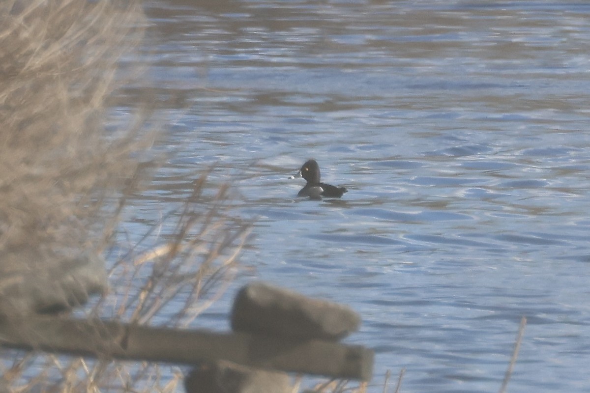 Ring-necked Duck - ML629150977