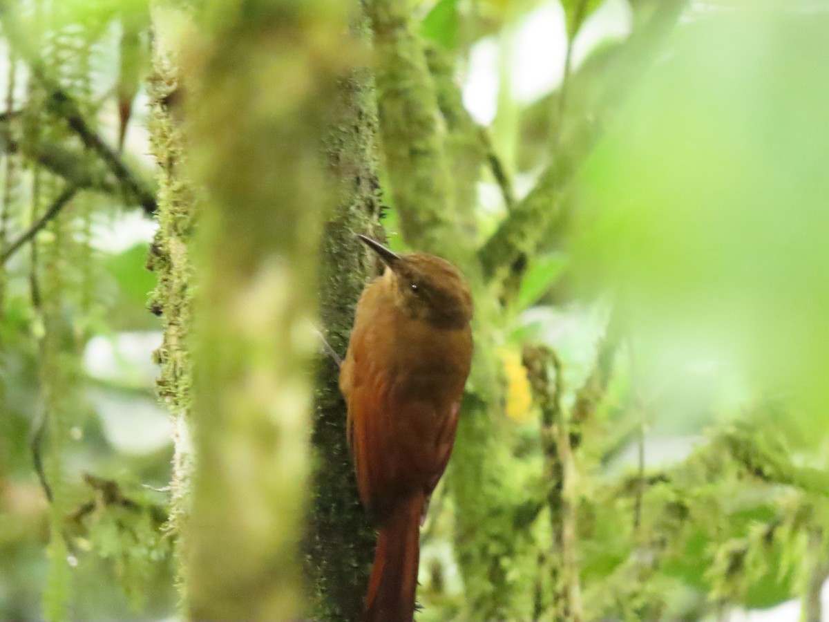 Tyrannine Woodcreeper - ML629151085