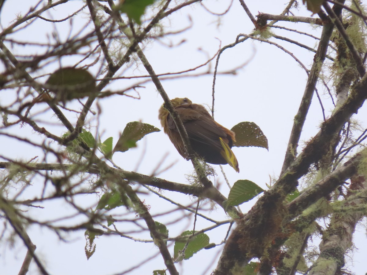 Russet-backed Oropendola - ML629151171
