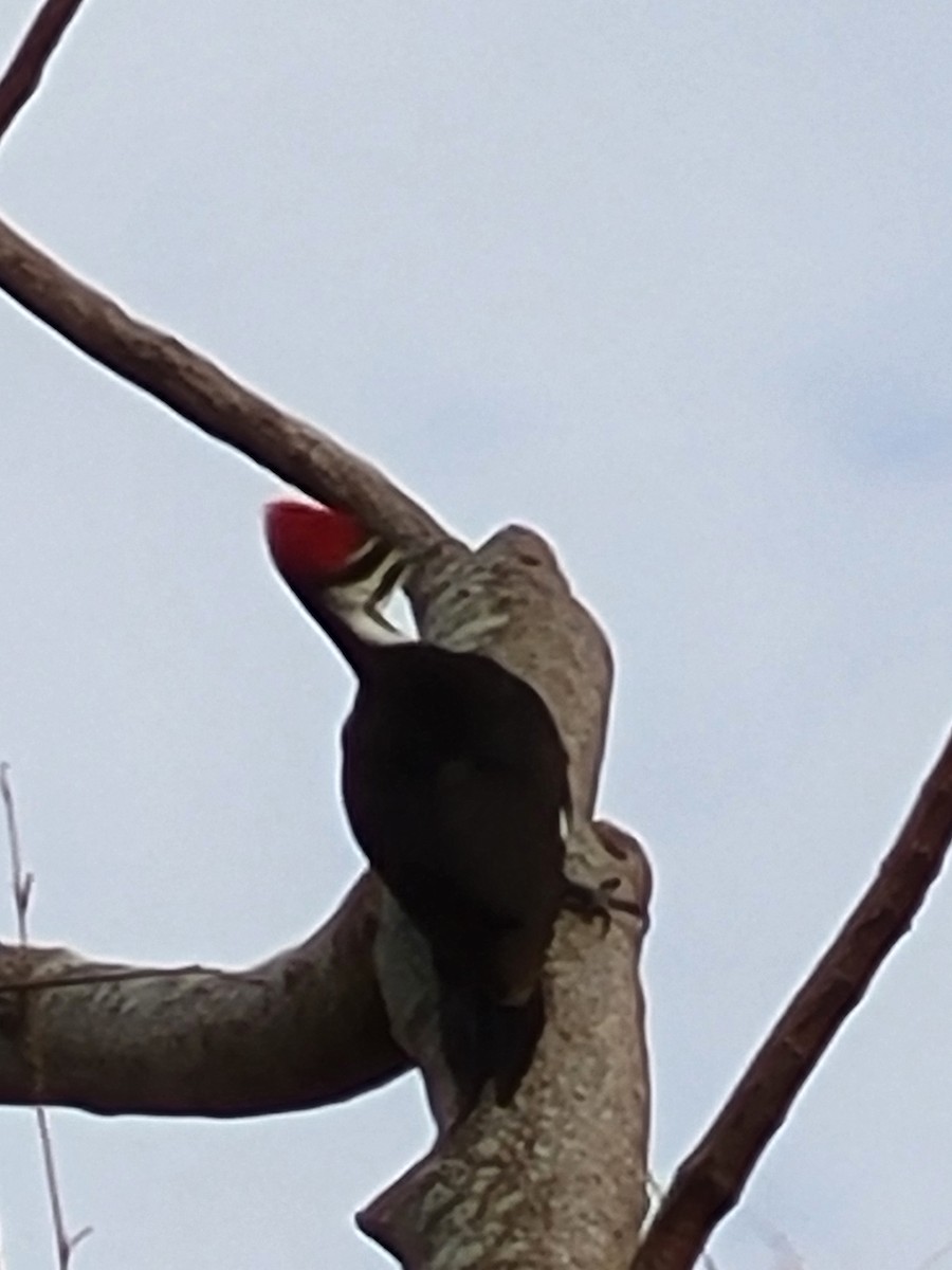 Pileated Woodpecker - ML629151221