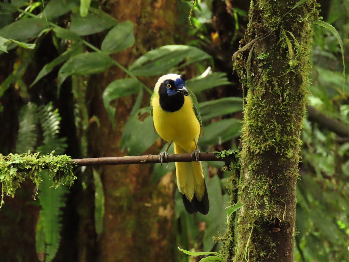 Green Jay (Inca) - ML629151778