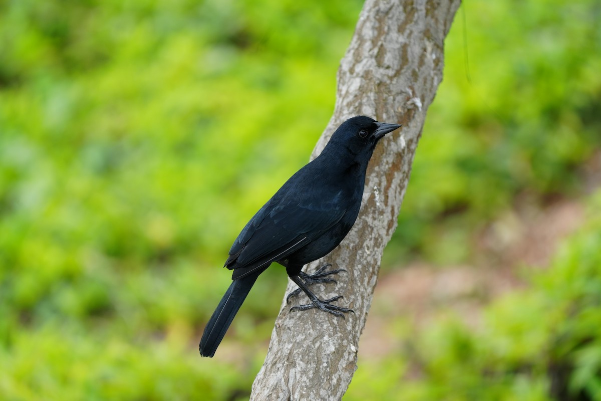 Scrub Blackbird - ML629151929