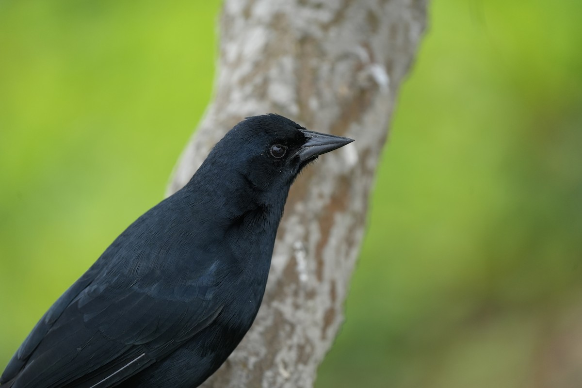 Scrub Blackbird - ML629151930