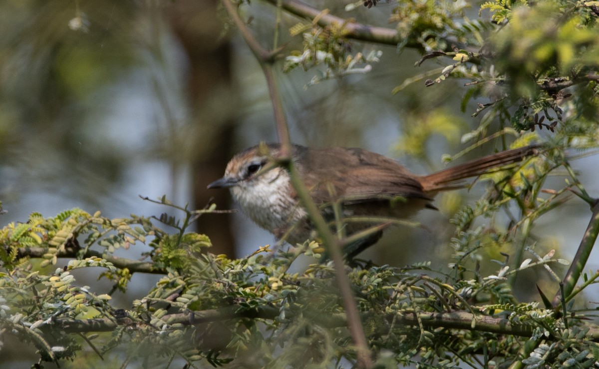 Necklaced Spinetail (La Libertad) - ML629151955