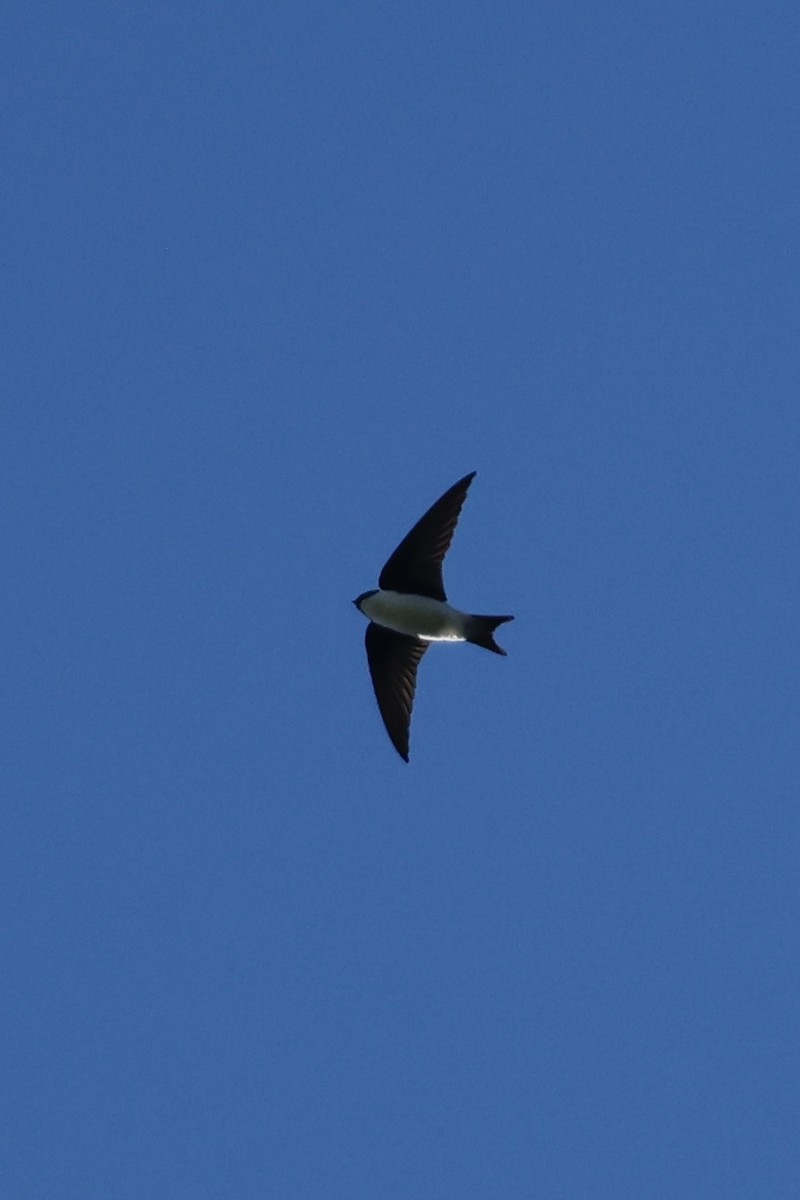 Golden Swallow - ML629151988