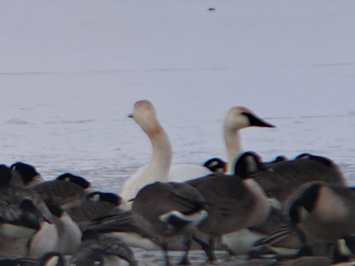 Trompeterschwan - ML629152108