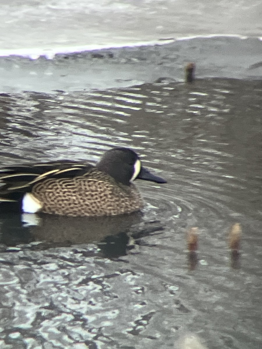 Blue-winged Teal - ML629152830