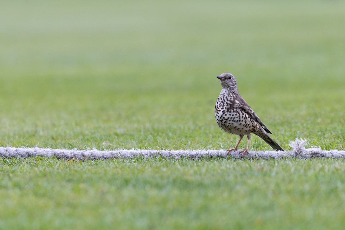 Mistle Thrush - ML629152848