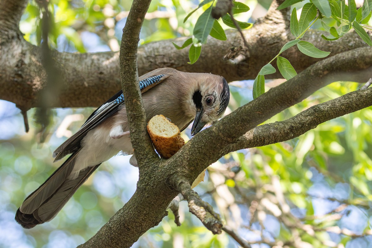 Eurasian Jay - ML629152937