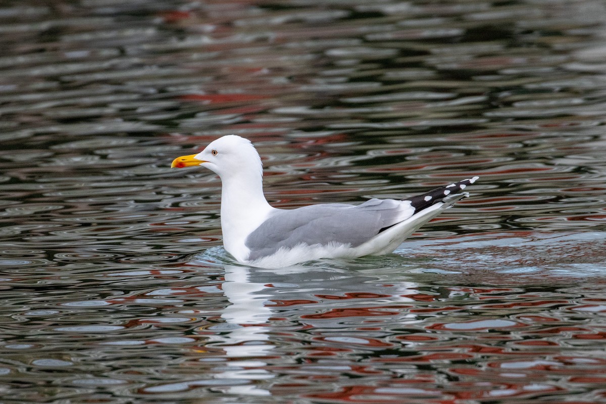 Yellow-legged Gull - ML629152994