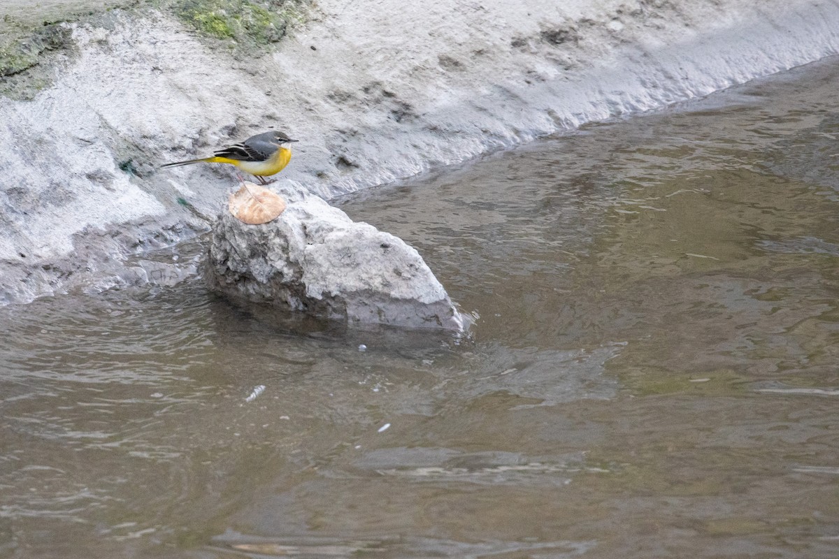 Gray Wagtail - ML629153008