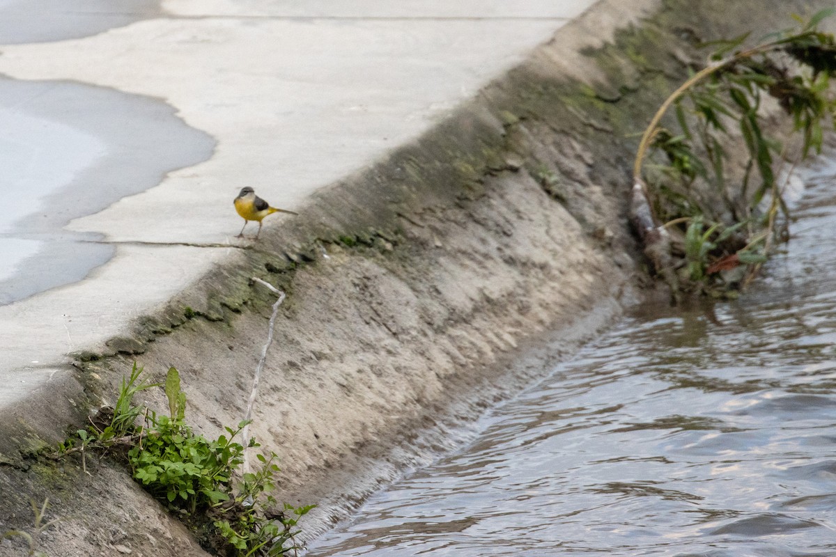 Gray Wagtail - ML629153009