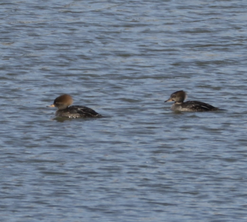 Zerra buruhandia - ML629153011