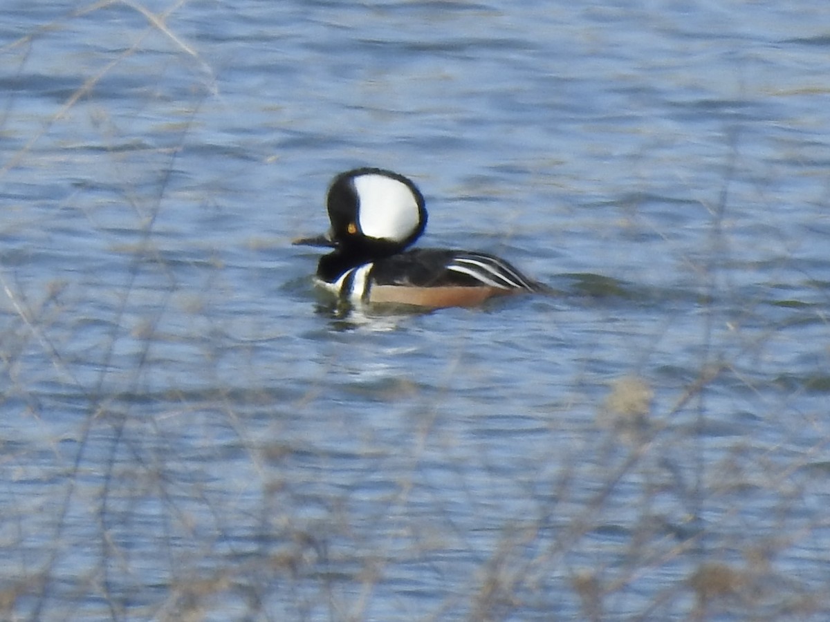 Zerra buruhandia - ML629153012