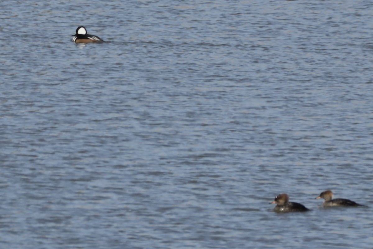 Zerra buruhandia - ML629153013