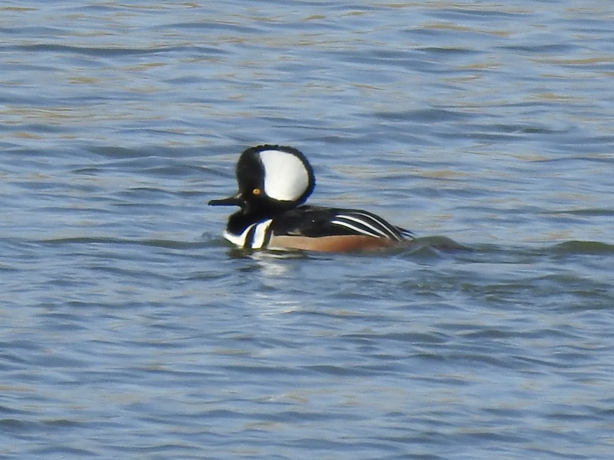 Zerra buruhandia - ML629153014