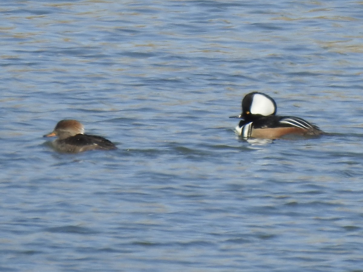 Zerra buruhandia - ML629153015