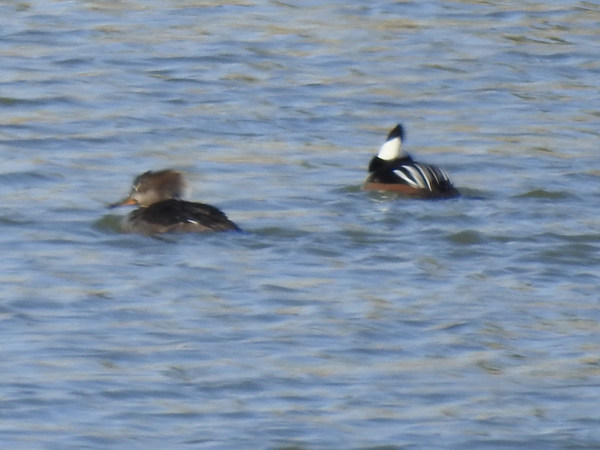 Zerra buruhandia - ML629153016