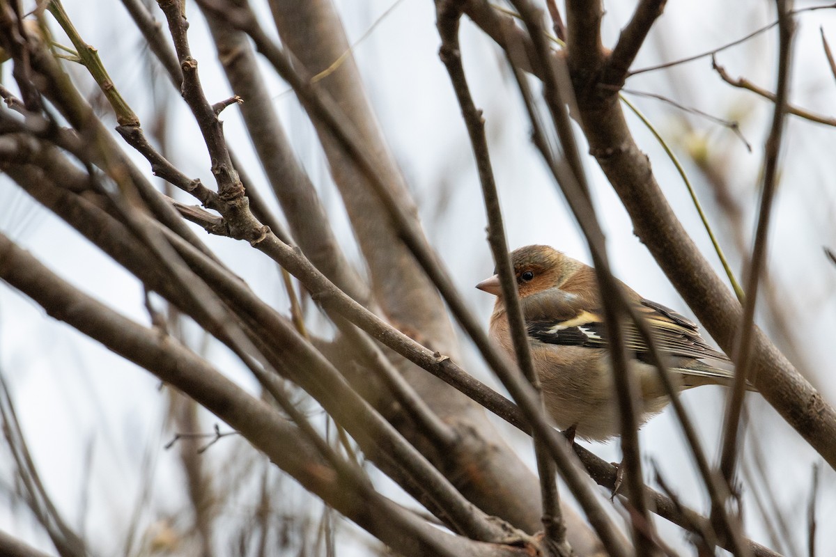 Common Chaffinch - ML629153020
