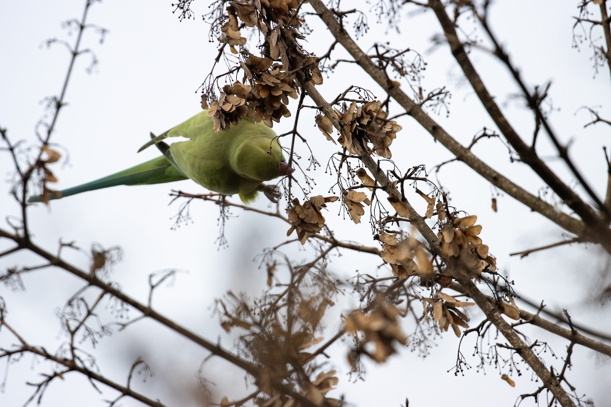 Rose-ringed Parakeet - ML629153021