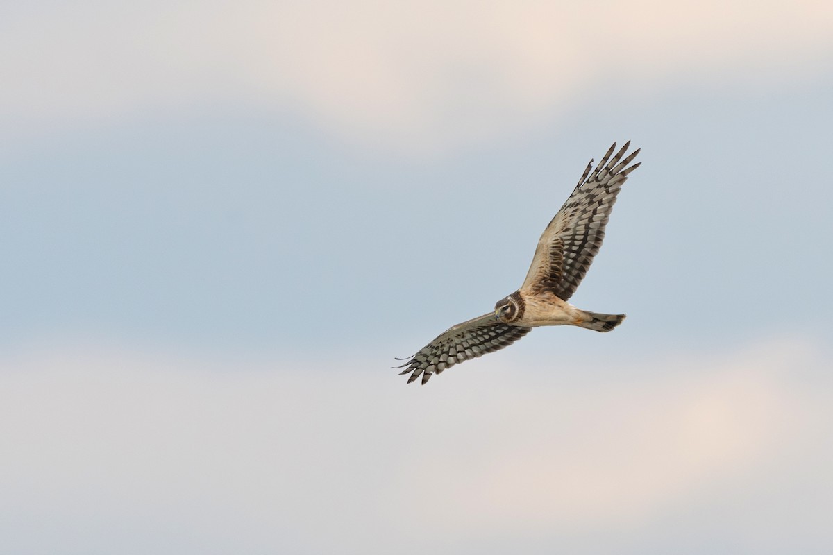 Northern Harrier - ML629153180