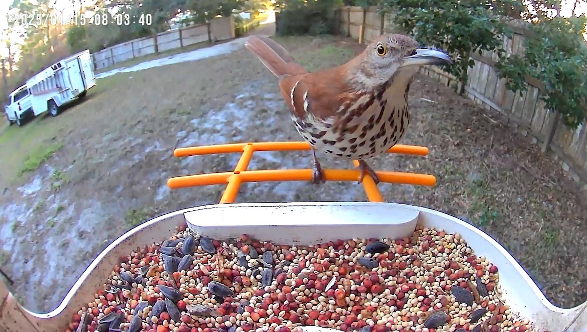 Brown Thrasher - ML629153210