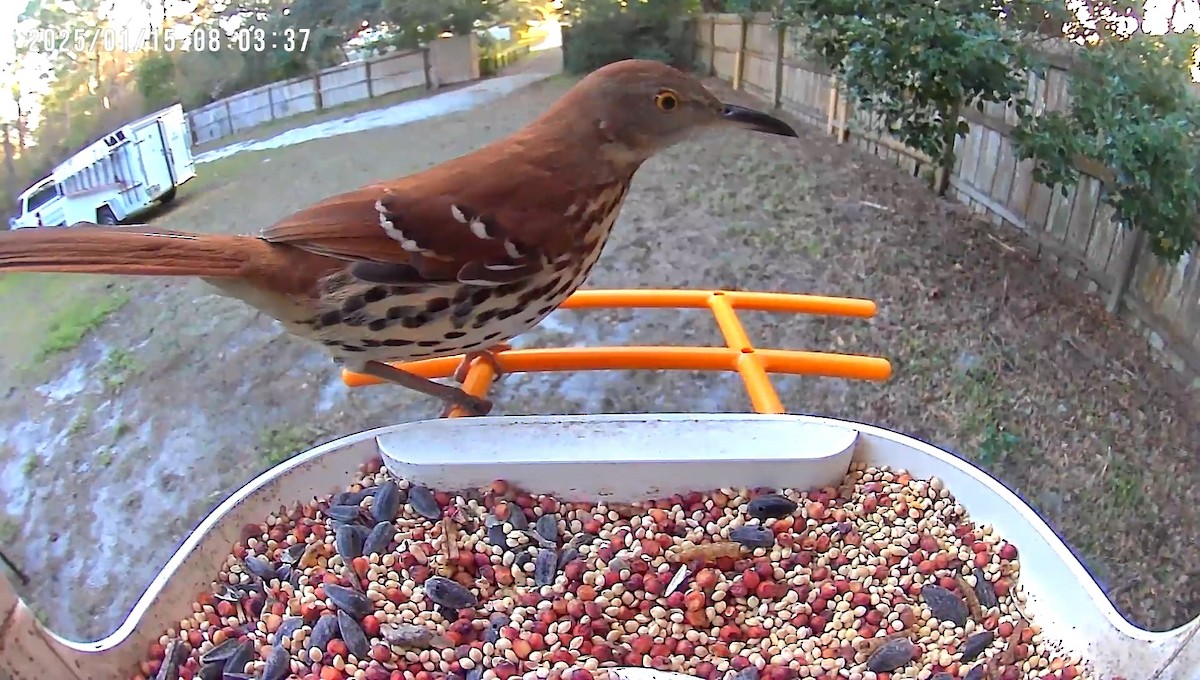 Brown Thrasher - ML629153211