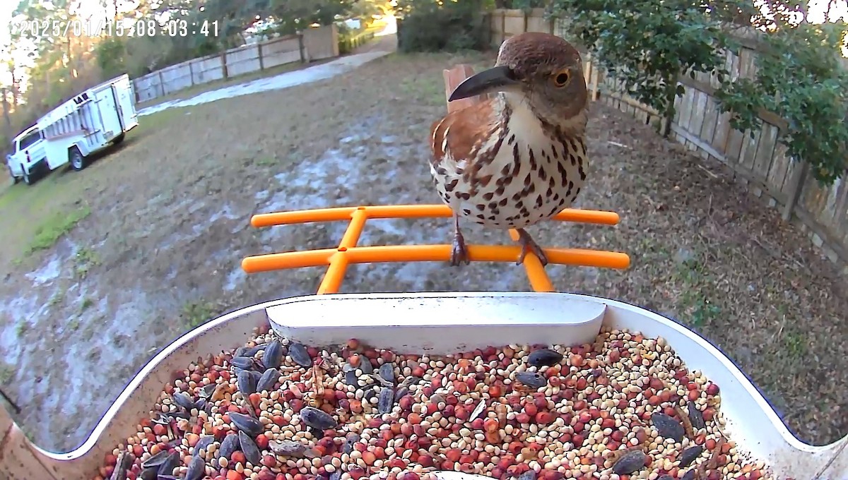 Brown Thrasher - ML629153212