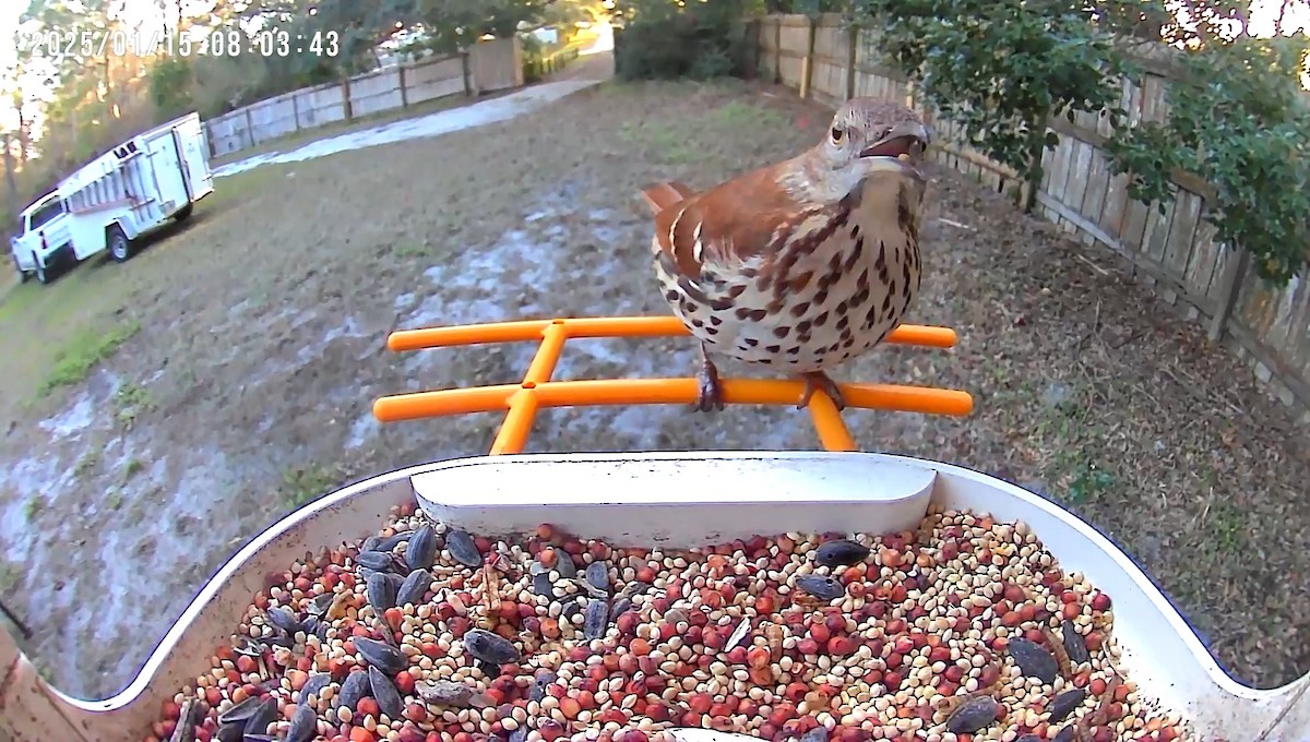 Brown Thrasher - ML629153213