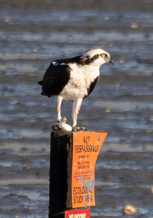 Osprey - ML629153457