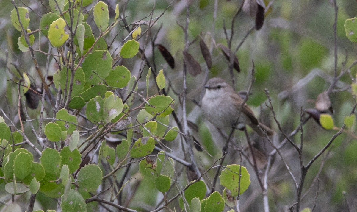 Tumbesian Tyrannulet - ML629153506