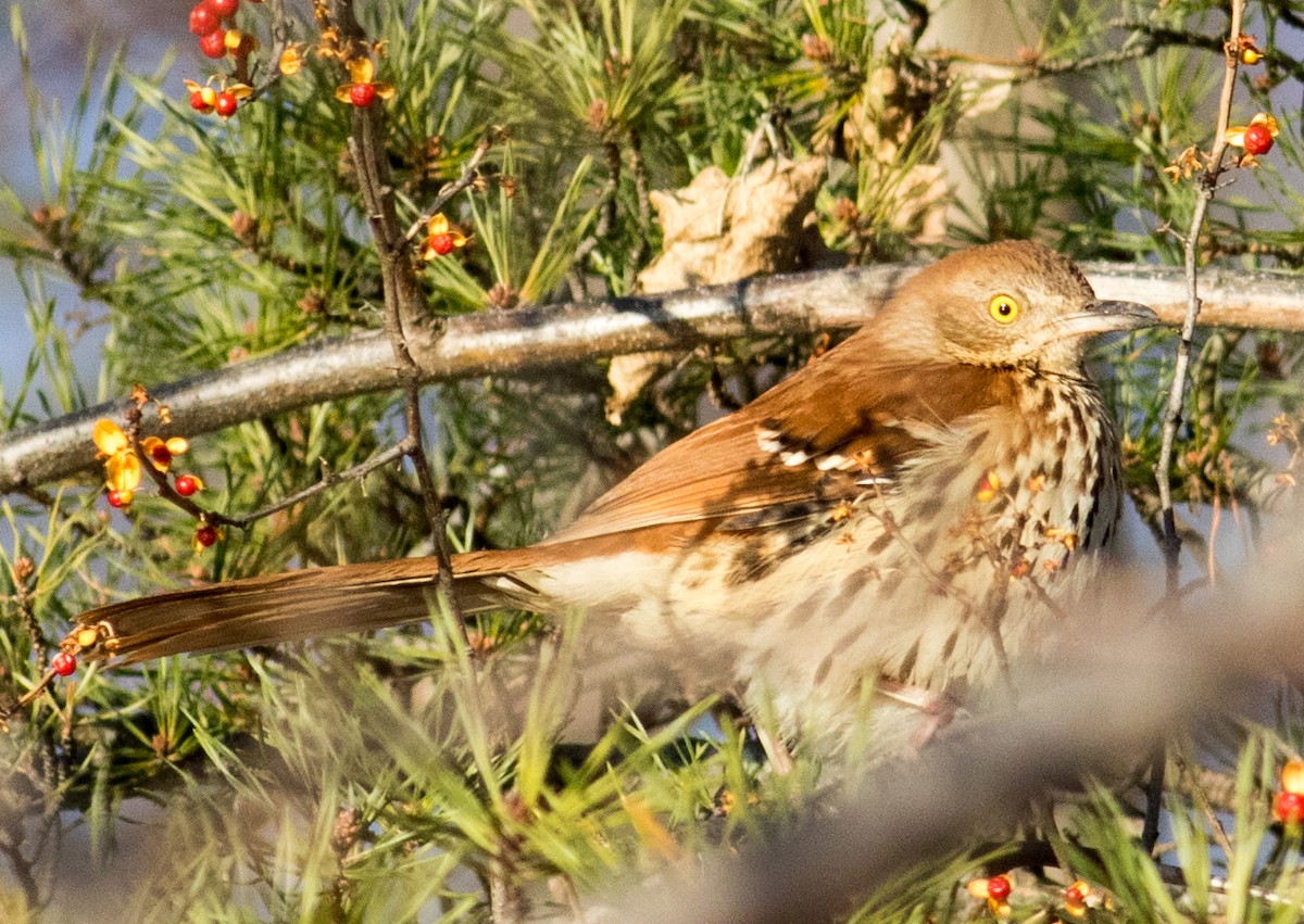 Brown Thrasher - ML629153768