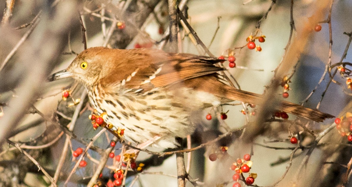 Brown Thrasher - ML629153769