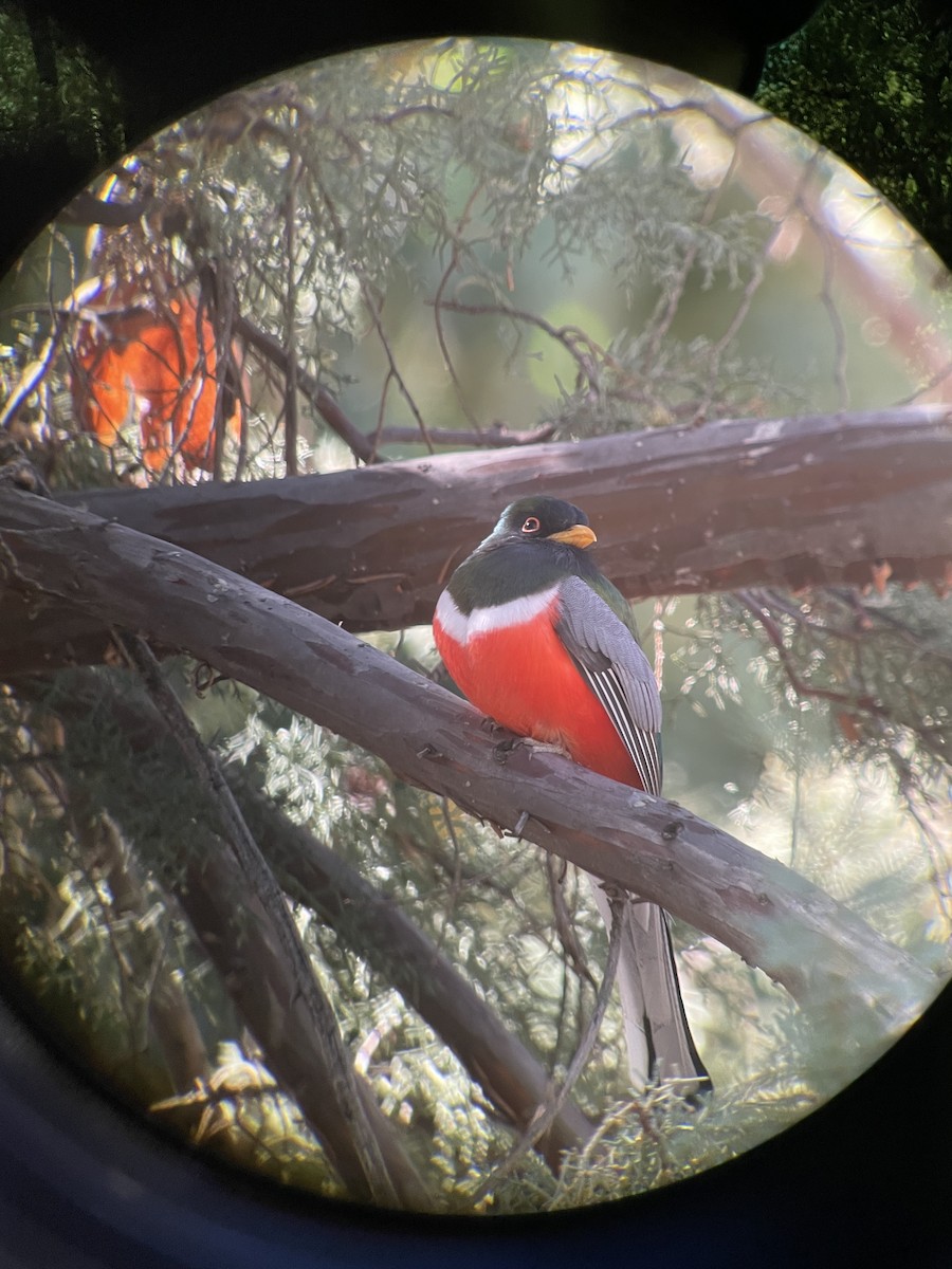 Coppery-tailed Trogon - ML629153902