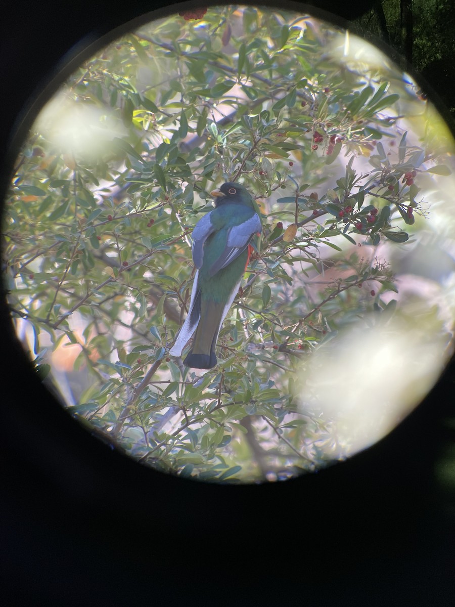 Coppery-tailed Trogon - ML629153903