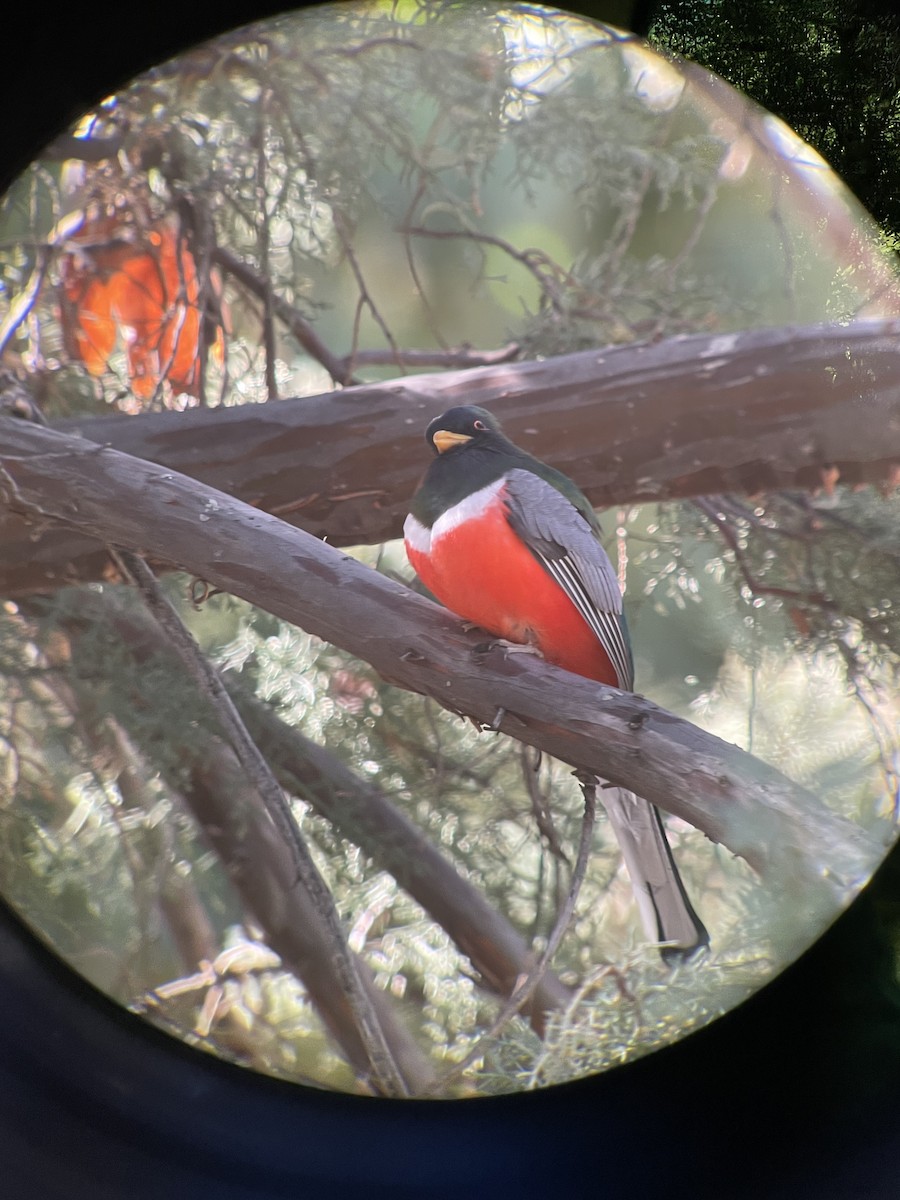 Coppery-tailed Trogon - ML629153904