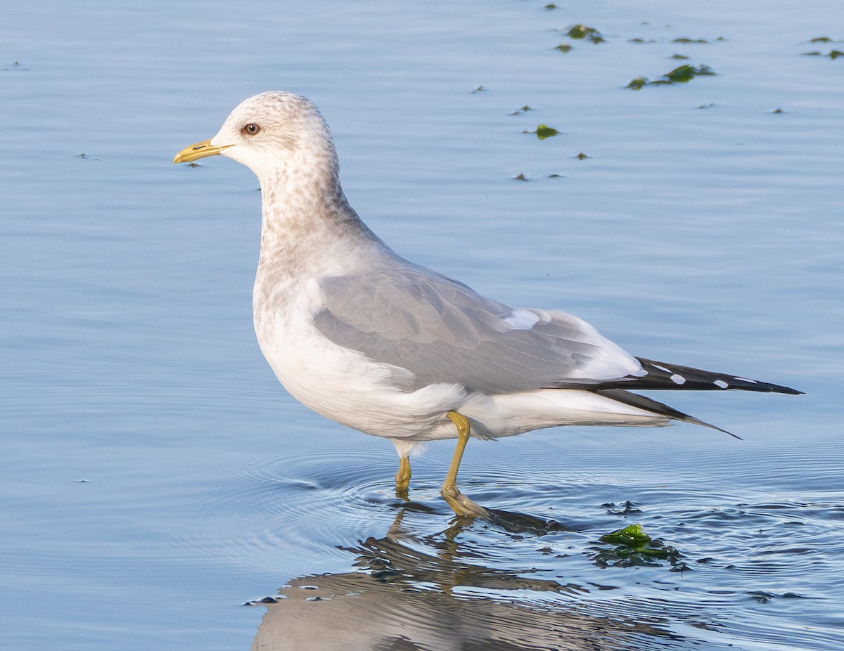 Short-billed Gull - ML629153910
